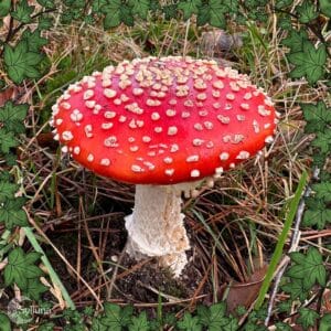 Paddenstoelen