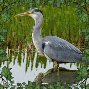 Reiger